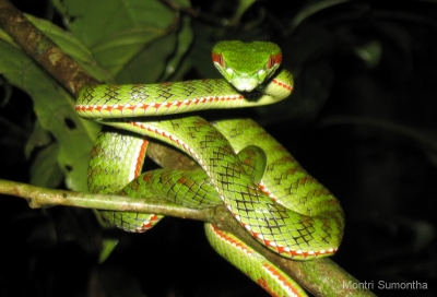 งูเขียวหางไหม้ท้องเขียวใต้